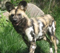 African Wild Dog